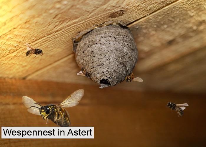 Wespennest in Astert